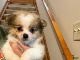 Pomeranian dogs for sale: Jace - Ad 3