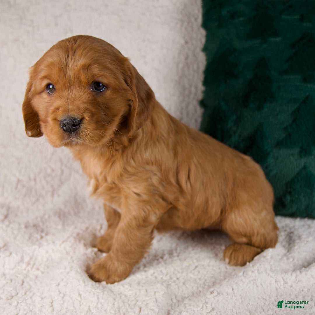 Mixed Breed dogs for sale: Millie - Ad 1