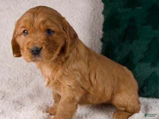 Mixed Breed dogs Millie - Ad 25