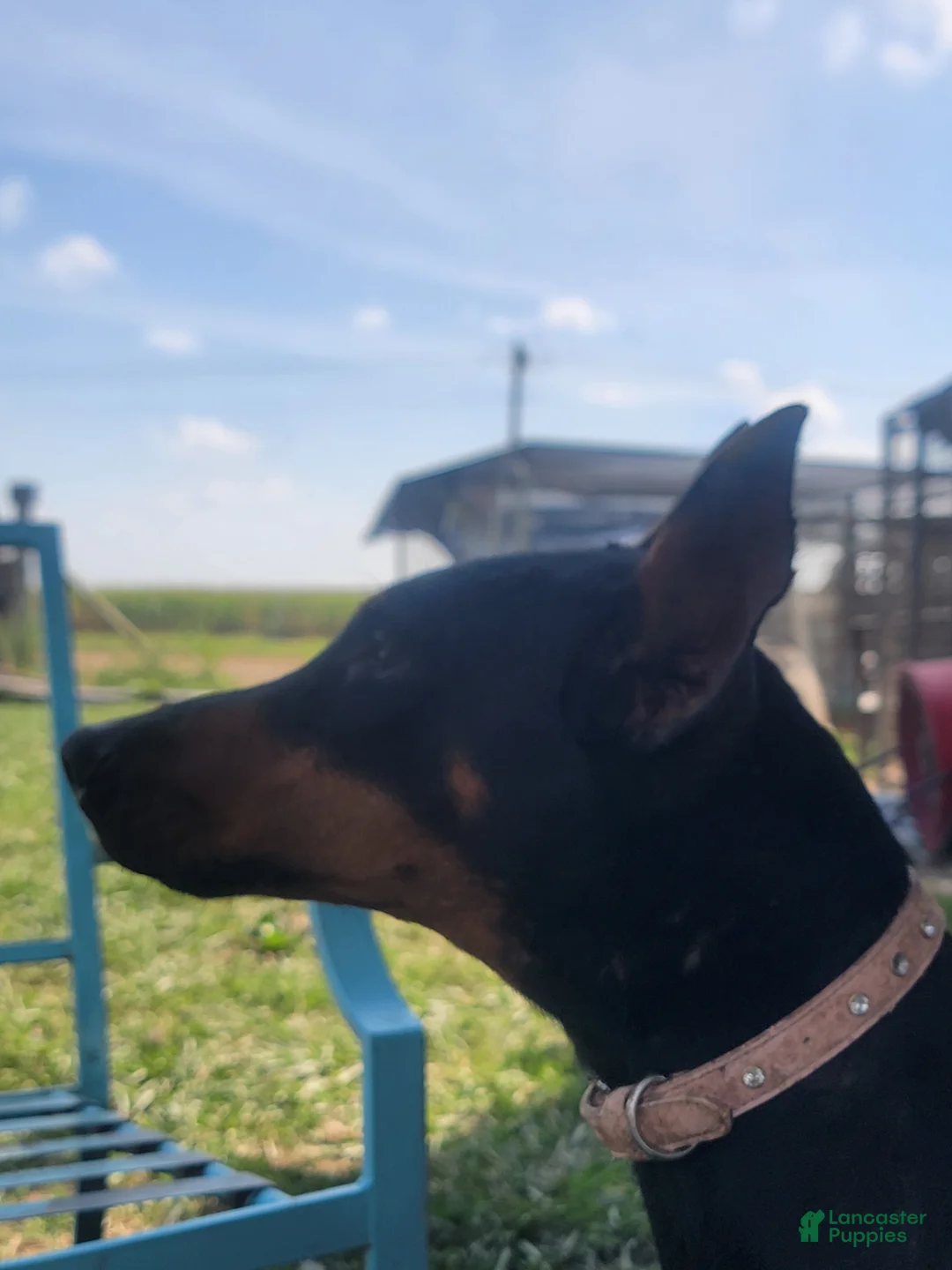 Doberman Pinscher dogs for sale: Cabra - Ad 2