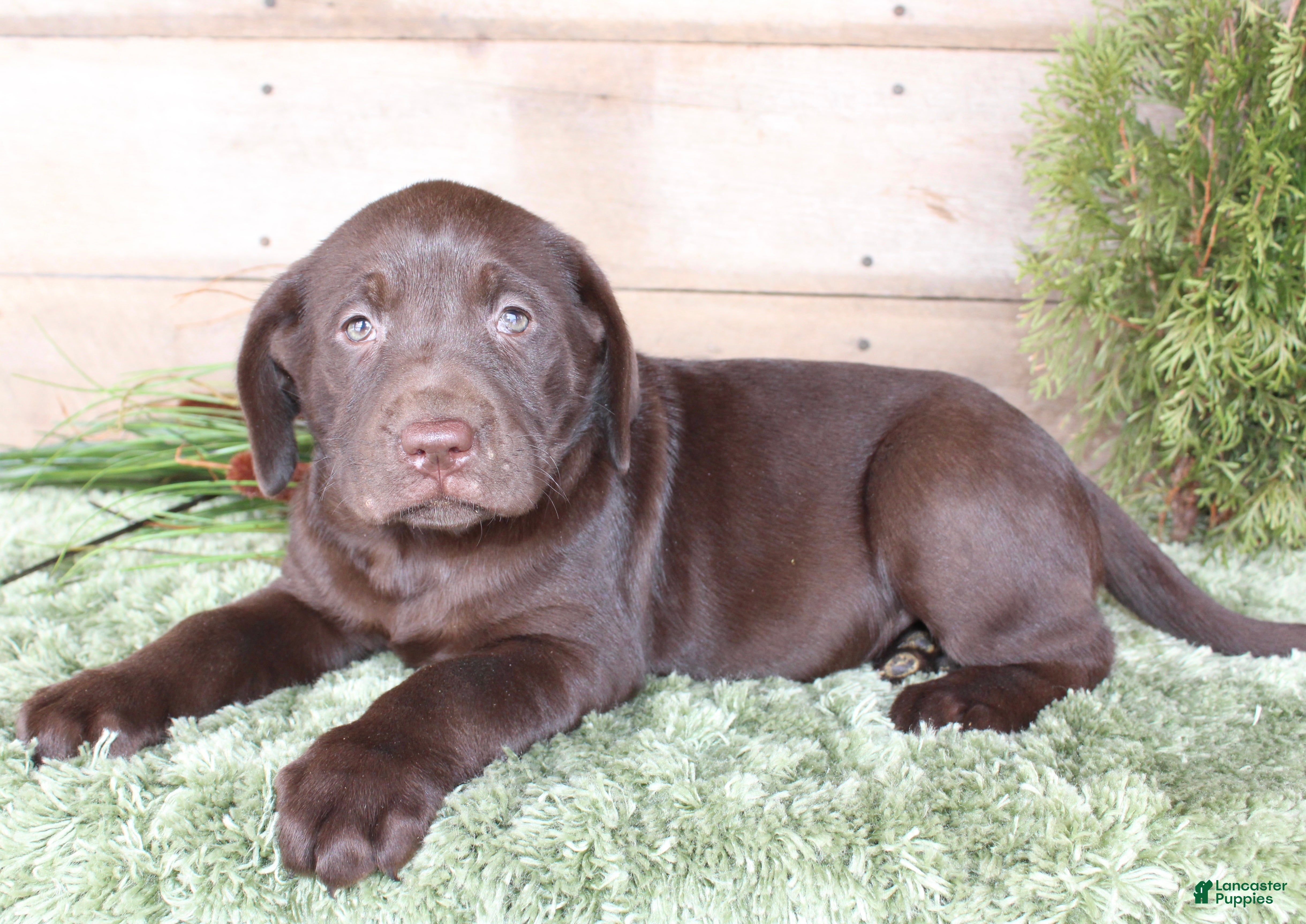 Labrador Retriever dogs Bella  - Ad 30