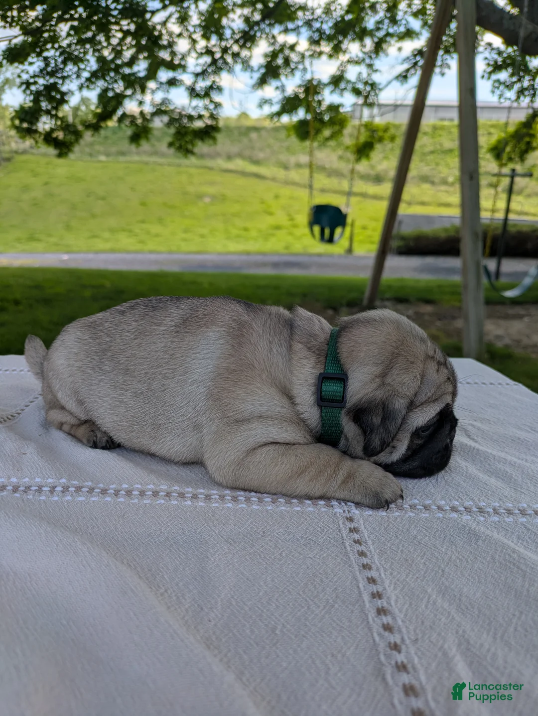 Pug dogs for sale: Leo - Ad 3