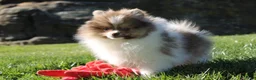 Pomeranian dogs for sale: Bentley AKC - Ad 10