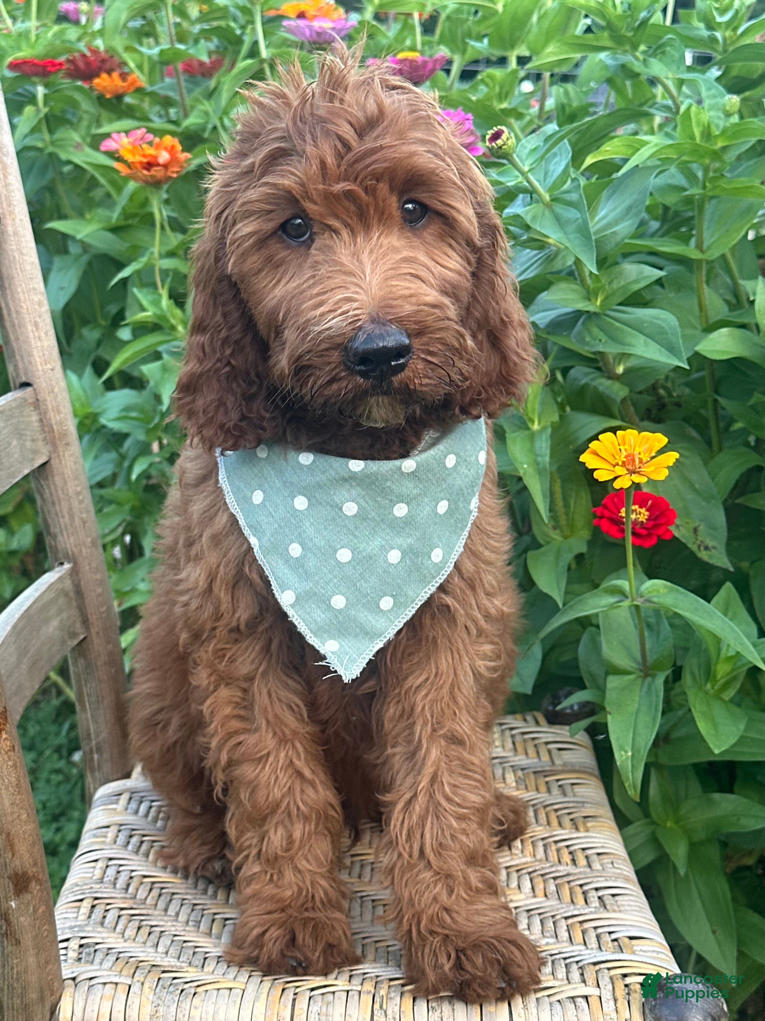 Irish Doodle dogs Franklin - Ad 2