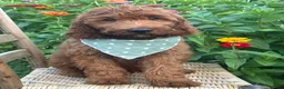 Irish Doodle dogs for sale: Franklin - Ad 2