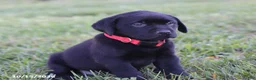Labrador Retriever dogs for sale: Garret - Ad 3