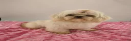 Shih Tzu dogs for sale: Bear - Ad 5