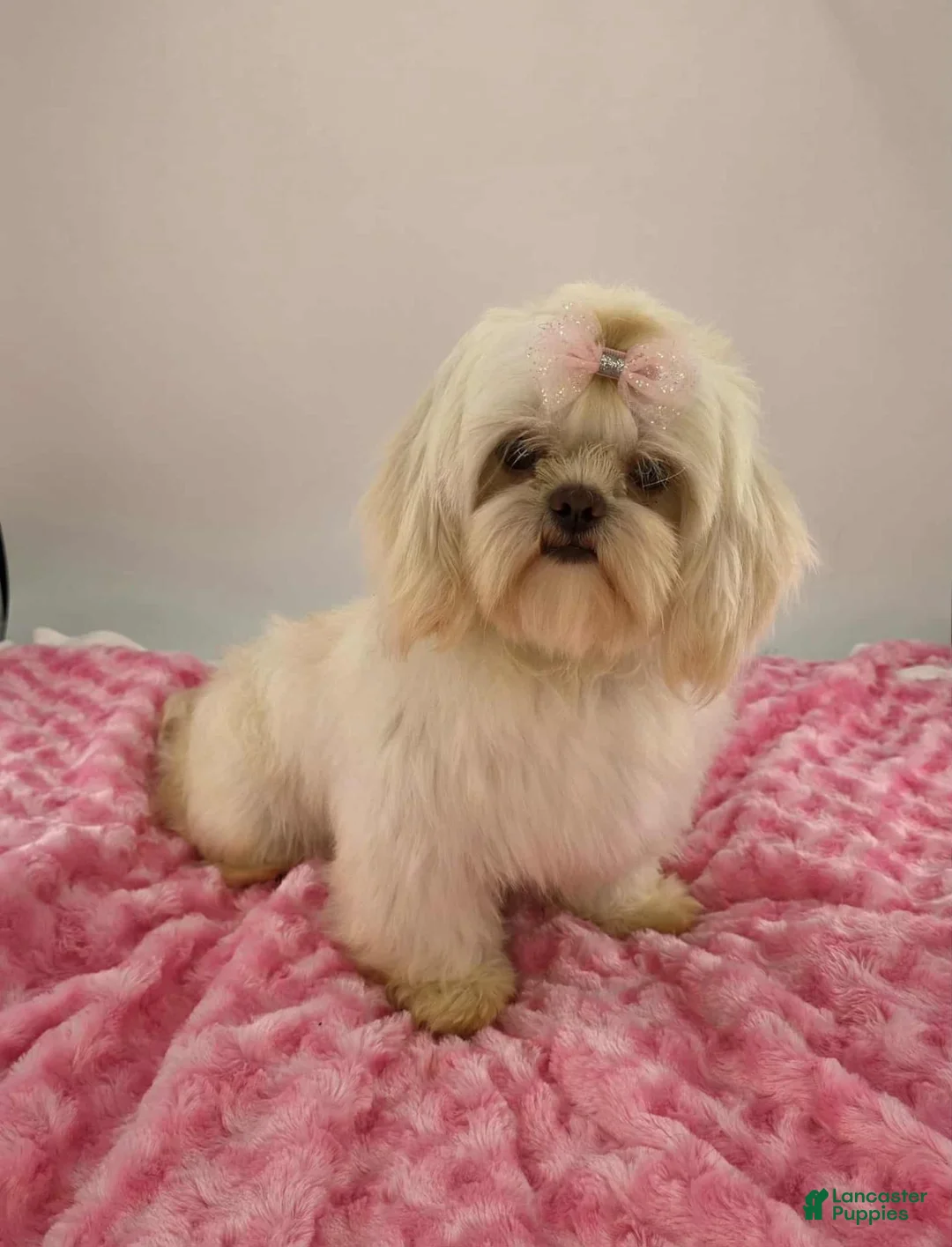 Shih Tzu dogs for sale: Bear - Ad 5