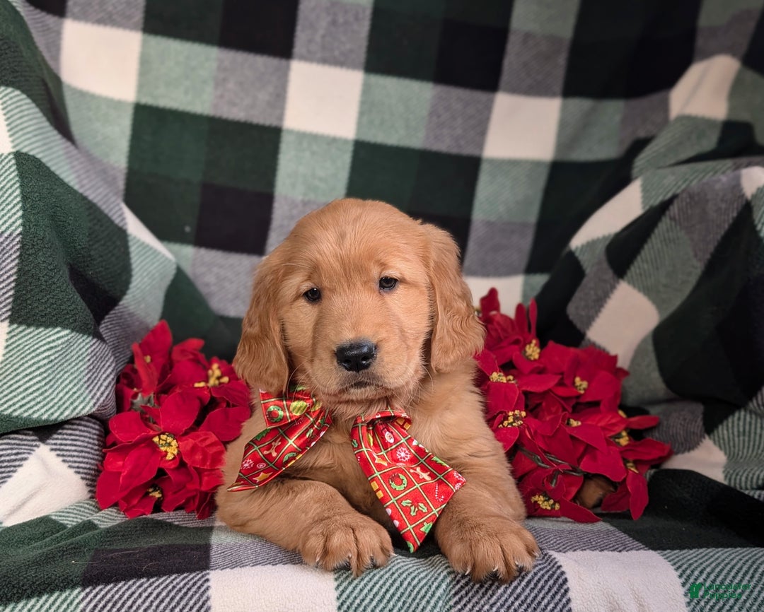 Golden Retriever dogs for sale: Bailey - Ad 9