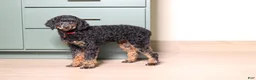 Miniature Poodle dogs for sale: Jared (AKC) - Ad 7