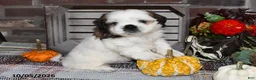 Shih Tzu dogs for sale: Dallas - Ad 6