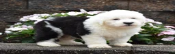 Old English Sheepdog dogs for sale: Muffin - Ad 3