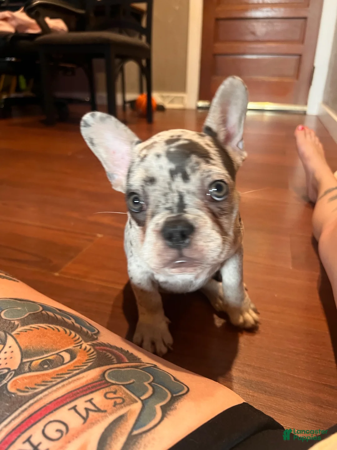 French Bulldog dogs for sale: Crumble - Ad 1