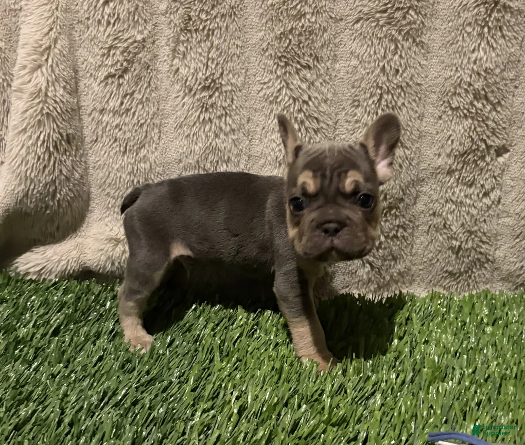 French Bulldog dogs for sale: Tanner - Ad 1