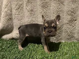 French Bulldog dogs Tanner - Ad 1