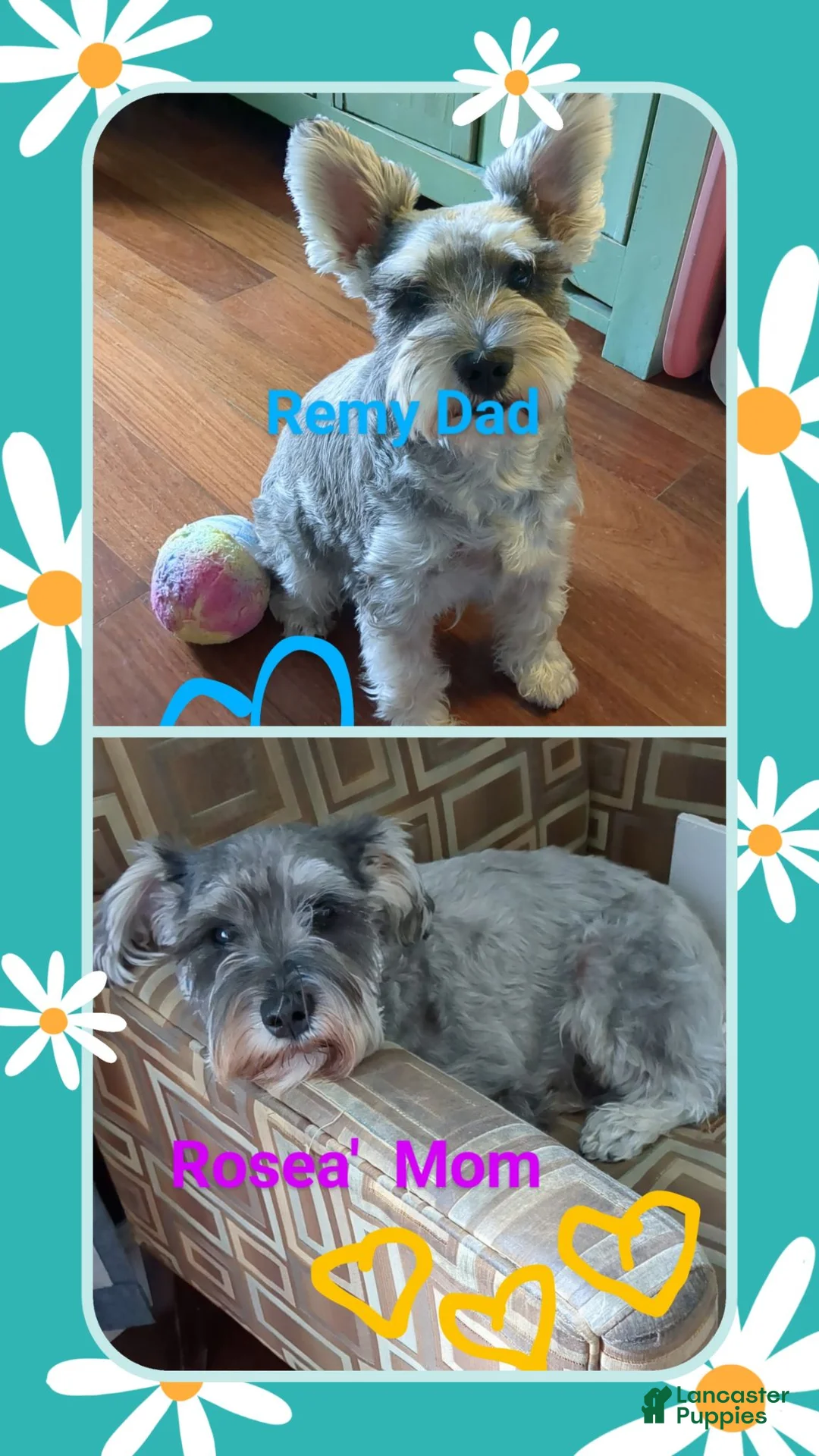 Miniature Schnauzer dogs for sale: Precious  - Ad 2