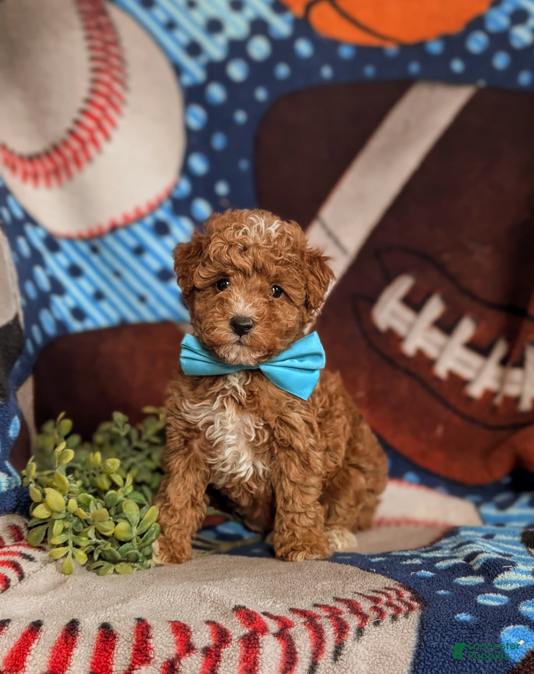 Mini Goldendoodle dogs for sale: Denzel 15 lbs Full Grown Hypoallergenic - Ad 2