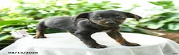 Yorkiepoo dogs for sale: Priscilla - Ad 3