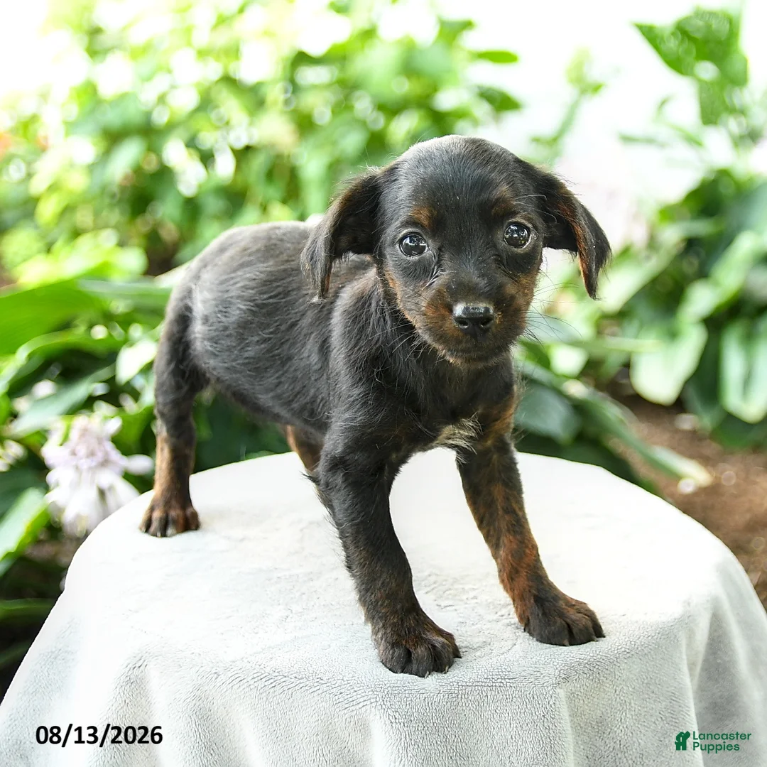 Yorkiepoo dogs for sale: Priscilla - Ad 3