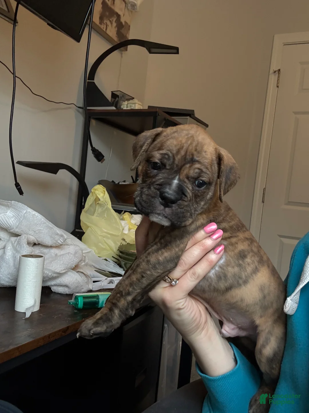 Mixed Breed dogs for sale: Mixed Breed Puppy 5 - Ad 5