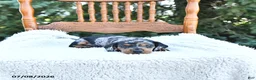 Miniature Dachshund dogs for sale: Chloe - Ad 3