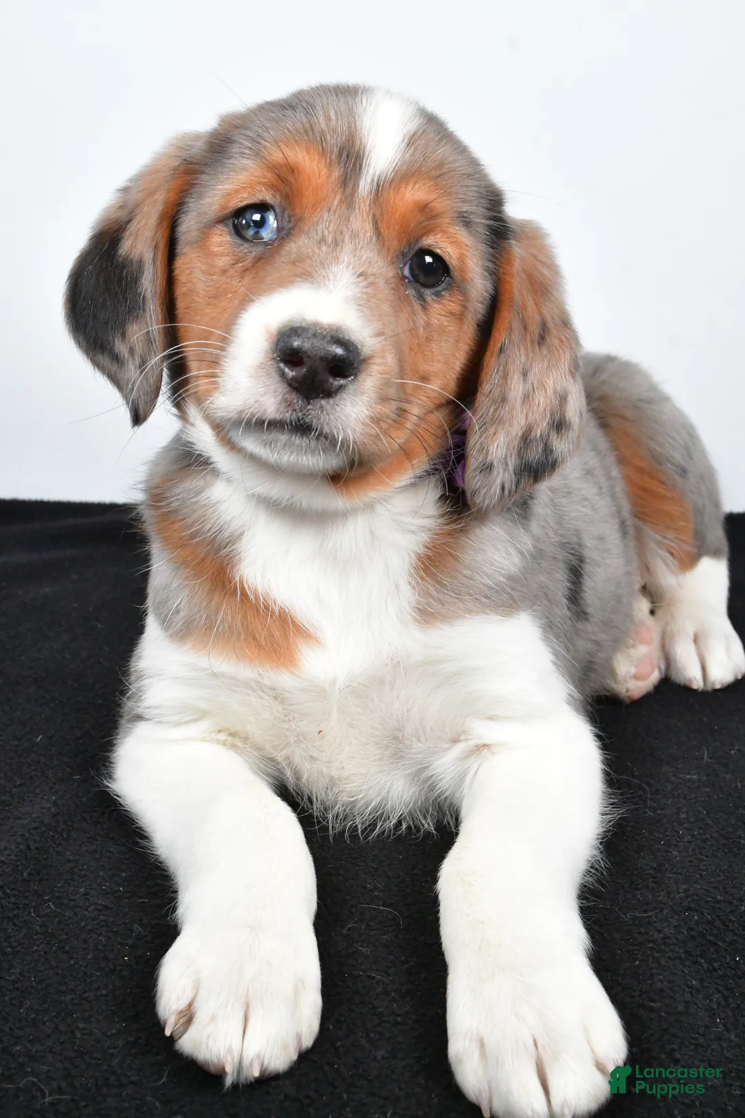 Mixed Breed dogs for sale: Twinkie - Ad 4