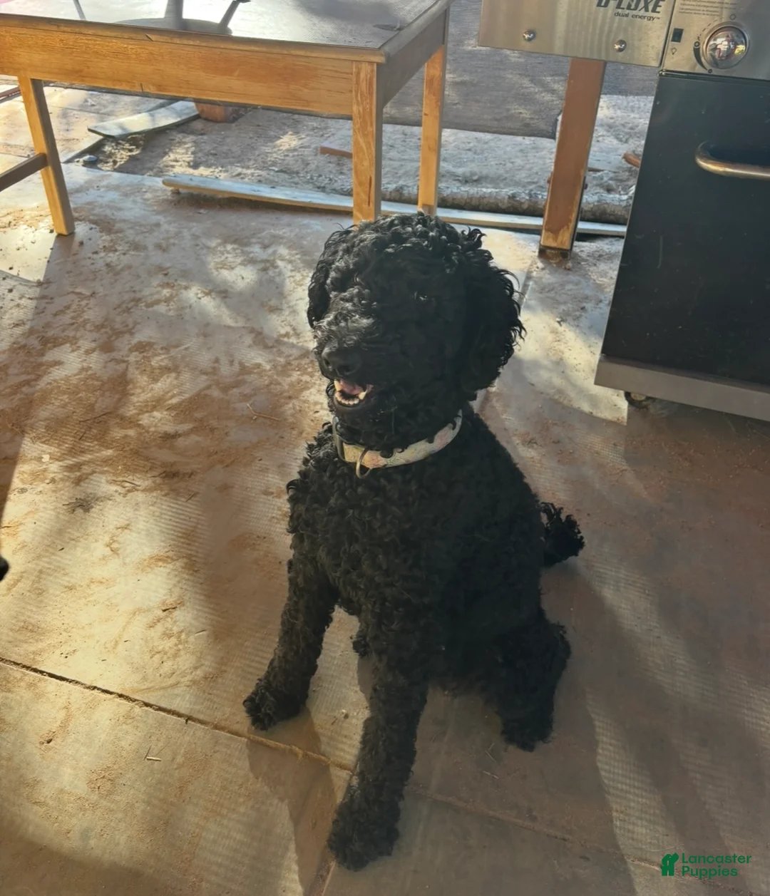 Goldendoodle dogs for sale: Goldendoodle Puppy 6 - Ad 2