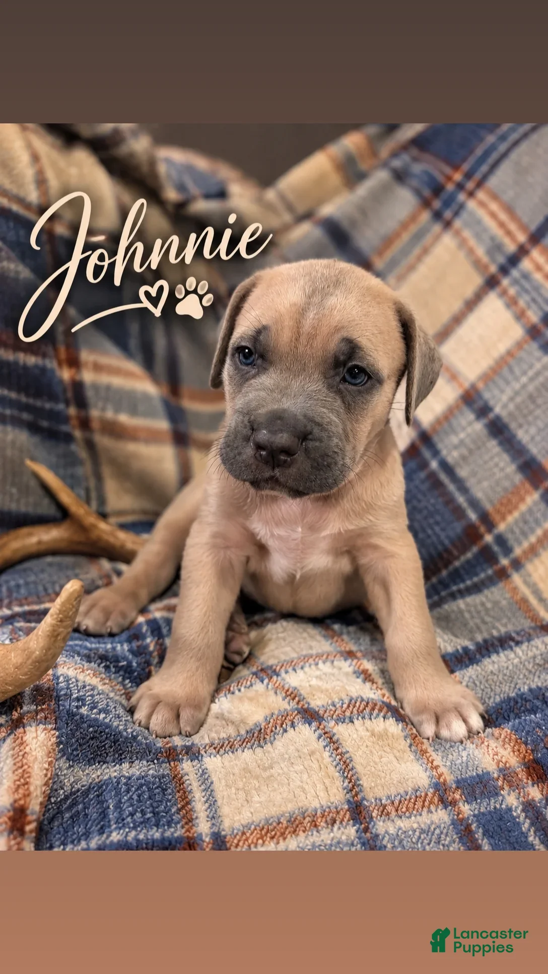 Cane Corso dogs Johnnie - Ad 6