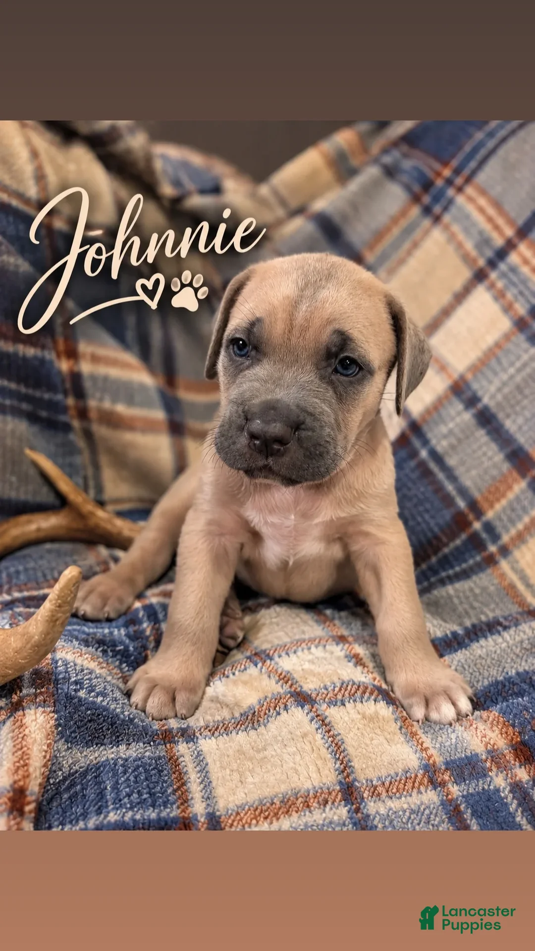 Cane Corso dogs for sale: Johnnie - Ad 1