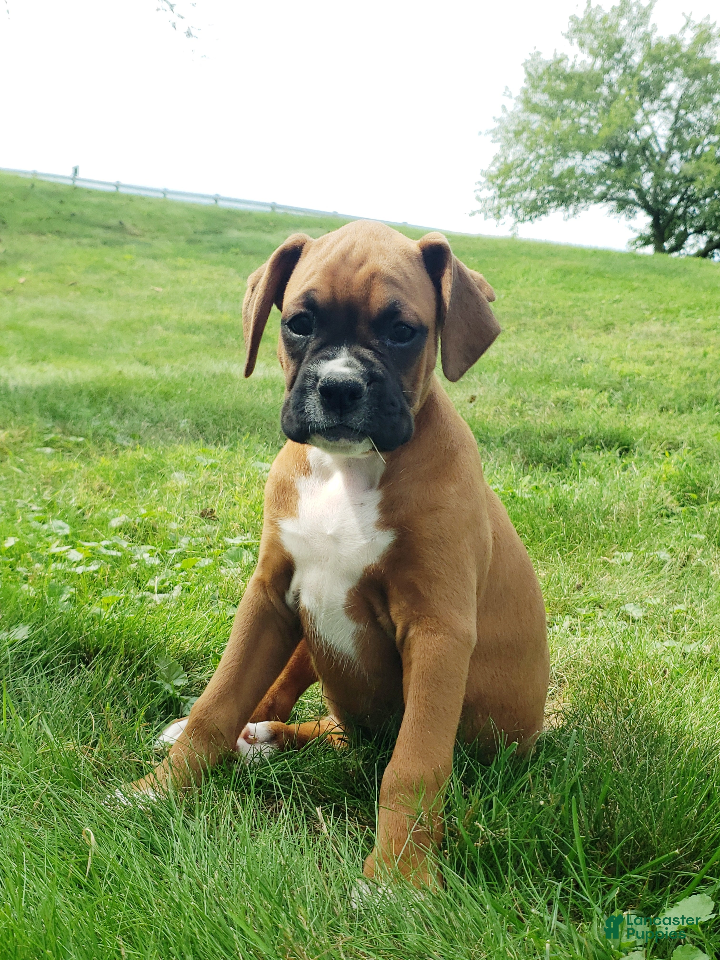 Boxer dogs Sarge - Ad 2