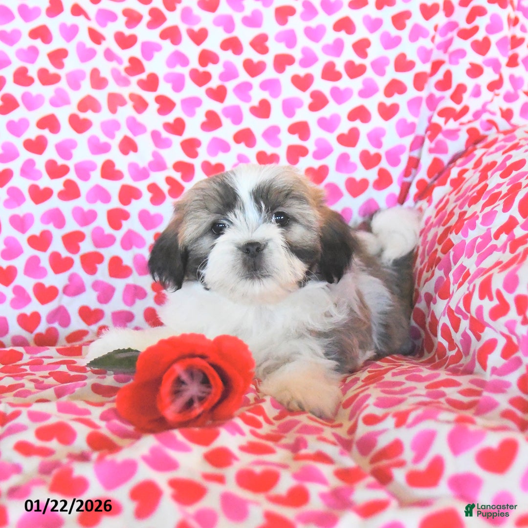 Teddy Bear dogs for sale: Rosebud  - Ad 3