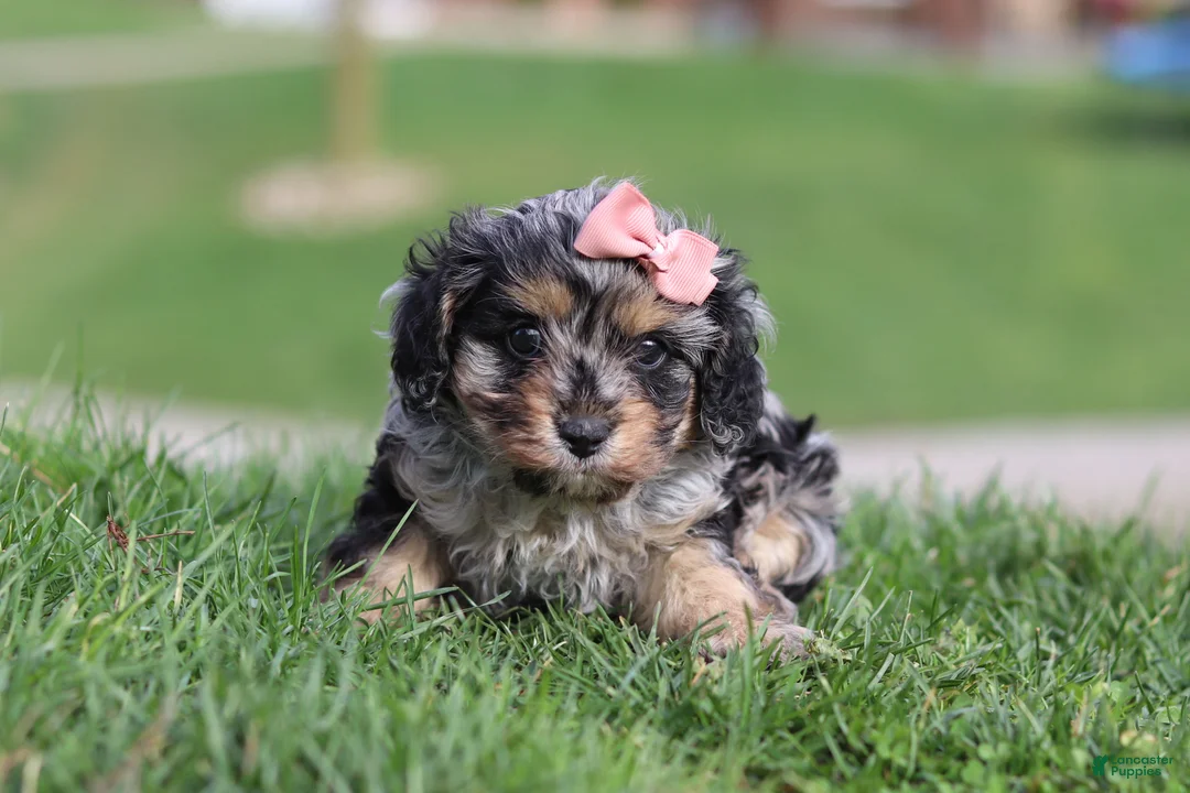Cavapoo dogs for sale: Lainey - Ad 2