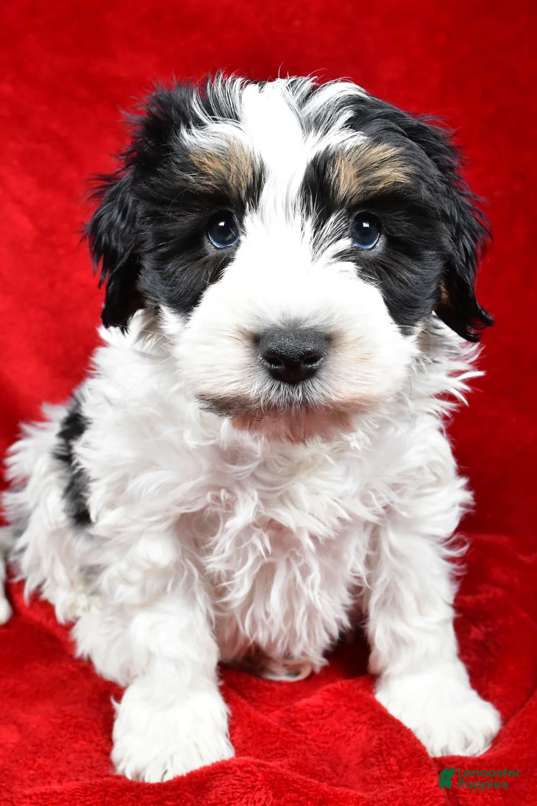 Mixed Breed dogs for sale: Thomas - Ad 3