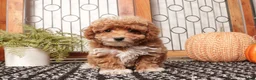 Toy Poodle dogs for sale: Pecan - Teacup Poodle  - Ad 4