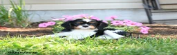 Cavalier King Charles Spaniel dogs for sale: Darcy - Ad 3