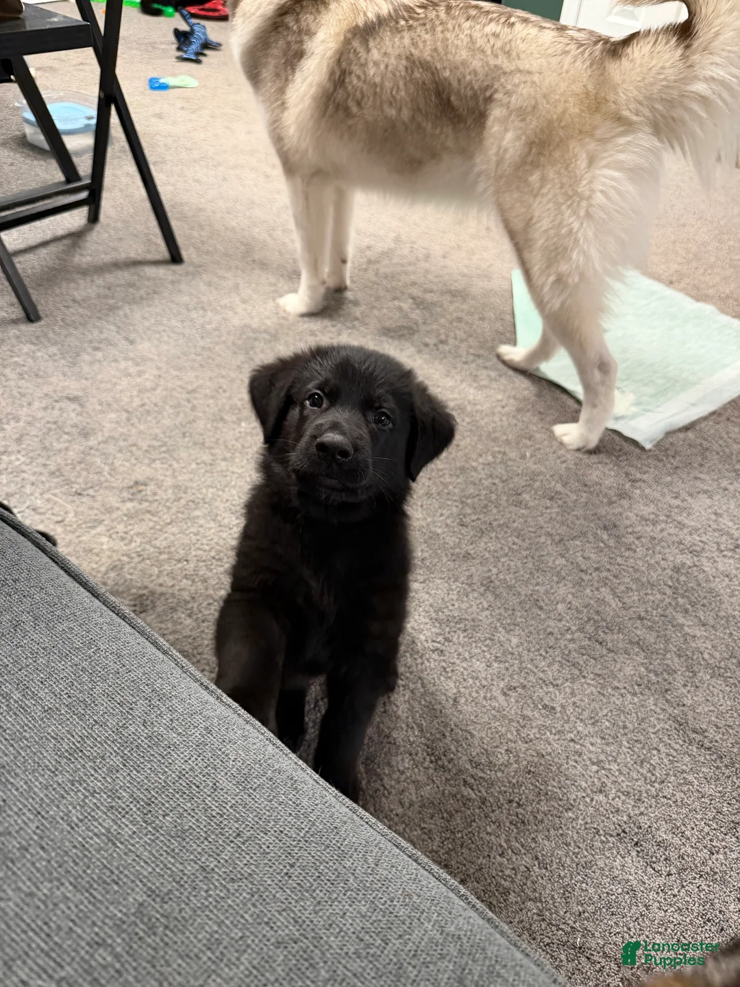 Golden Shepherd dogs for sale: Choco Dubai - Ad 2