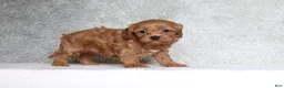 Cavapoo dogs for sale: Bella - Ad 2