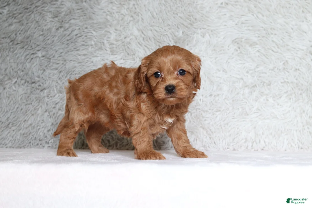 Cavapoo dogs for sale: Bella - Ad 2