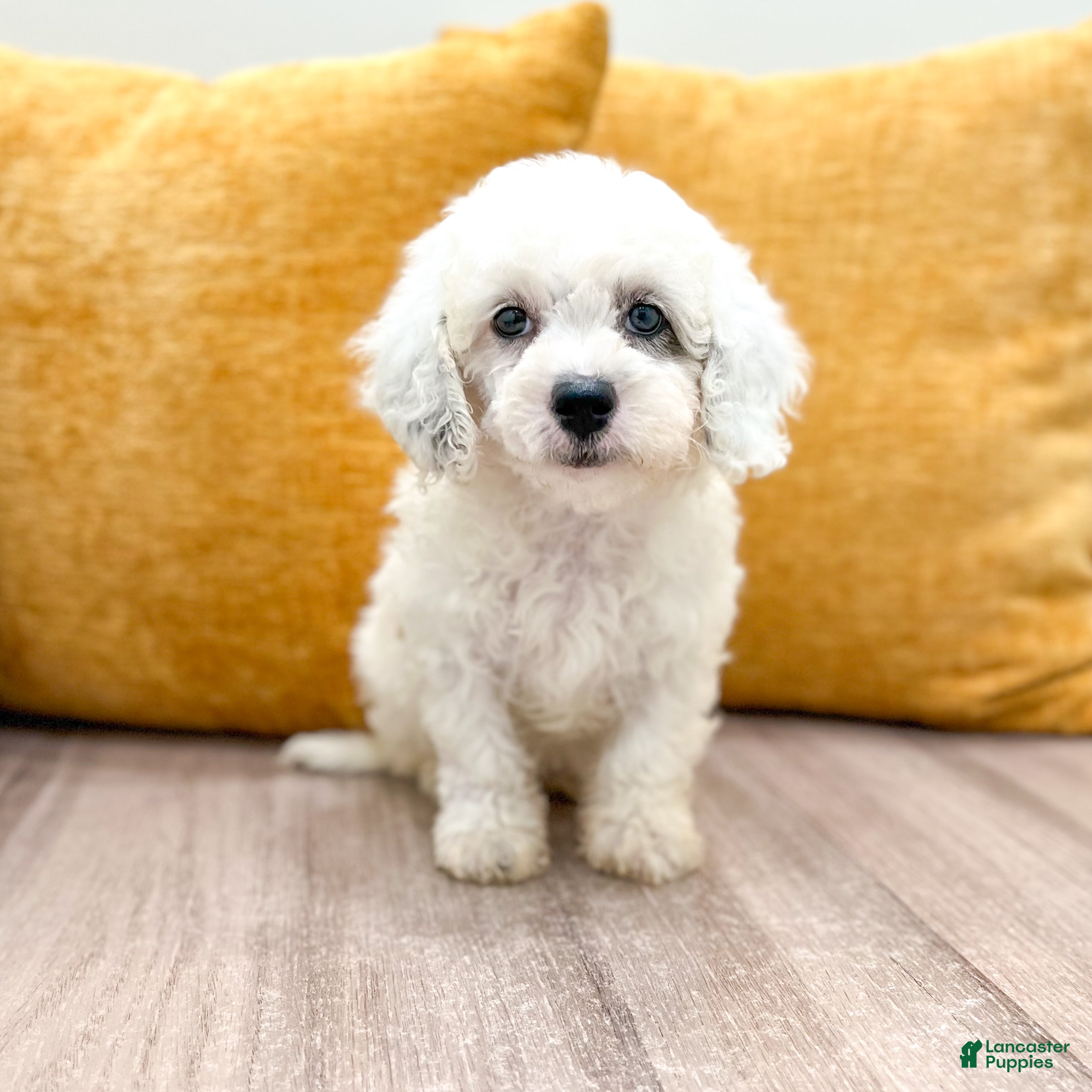 Miniature Poodle dogs Molly - Ad 2
