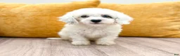 Miniature Poodle dogs for sale: Molly - Ad 2