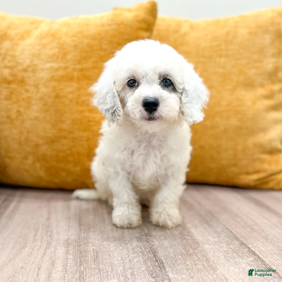 Miniature Poodle dogs for sale: Molly - Ad 2