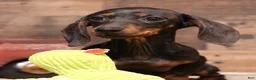 Miniature Dachshund dogs for sale: Billy black/tan smoothcoat with brindle markings - Ad 1