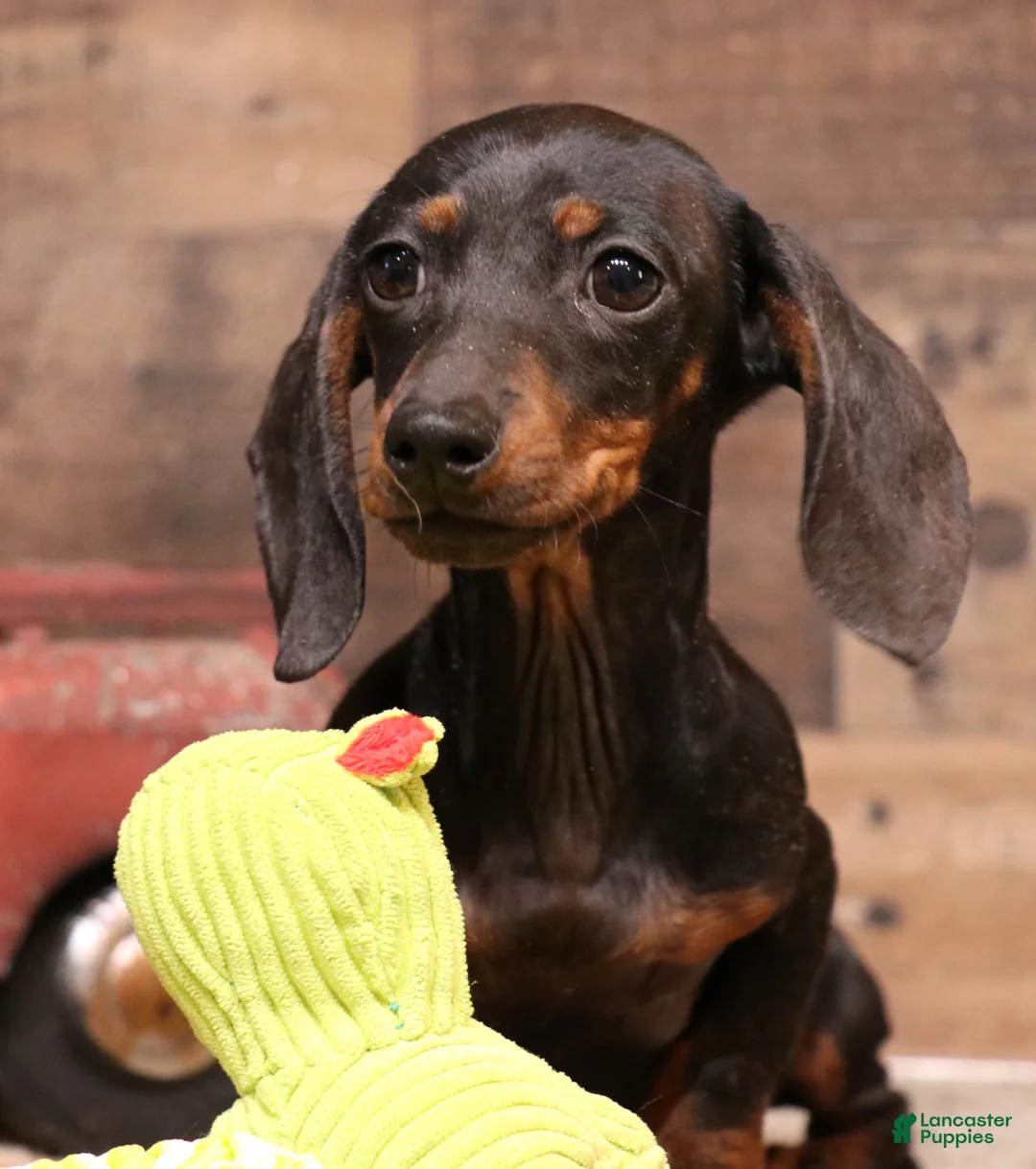 Miniature Dachshund dogs for sale: Billy black/tan smoothcoat with brindle markings - Ad 1