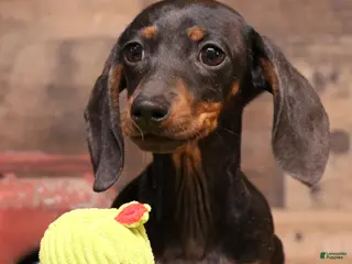 Miniature Dachshund dogs Billy black/tan smoothcoat with brindle markings - Ad 8