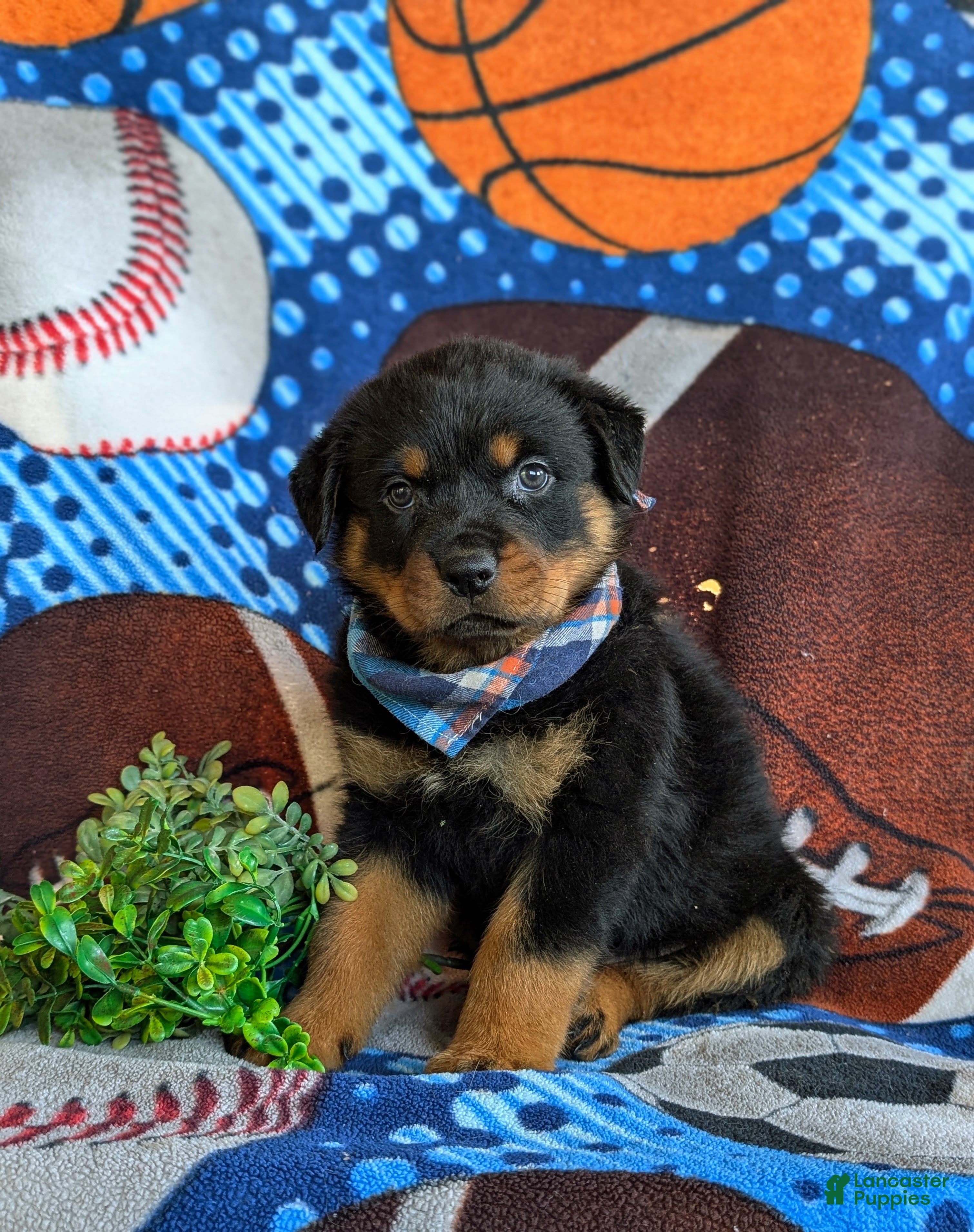 Rottweiler dogs Diesel - Ad 1