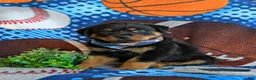 Rottweiler dogs for sale: Diesel - Ad 1
