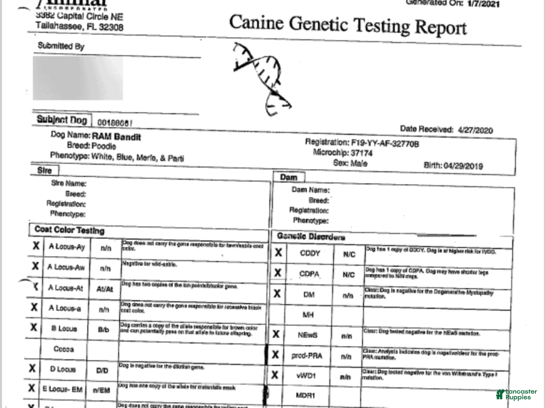 Miniature Poodle dogs for sale: Bandit - Ad 2