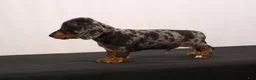 Dachshund dogs for sale: Fido - Ad 4