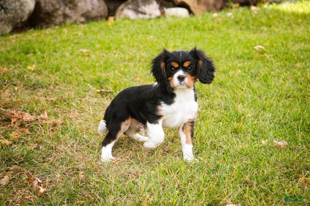 Cavalier King Charles Spaniel dogs for sale: Bert - Ad 3