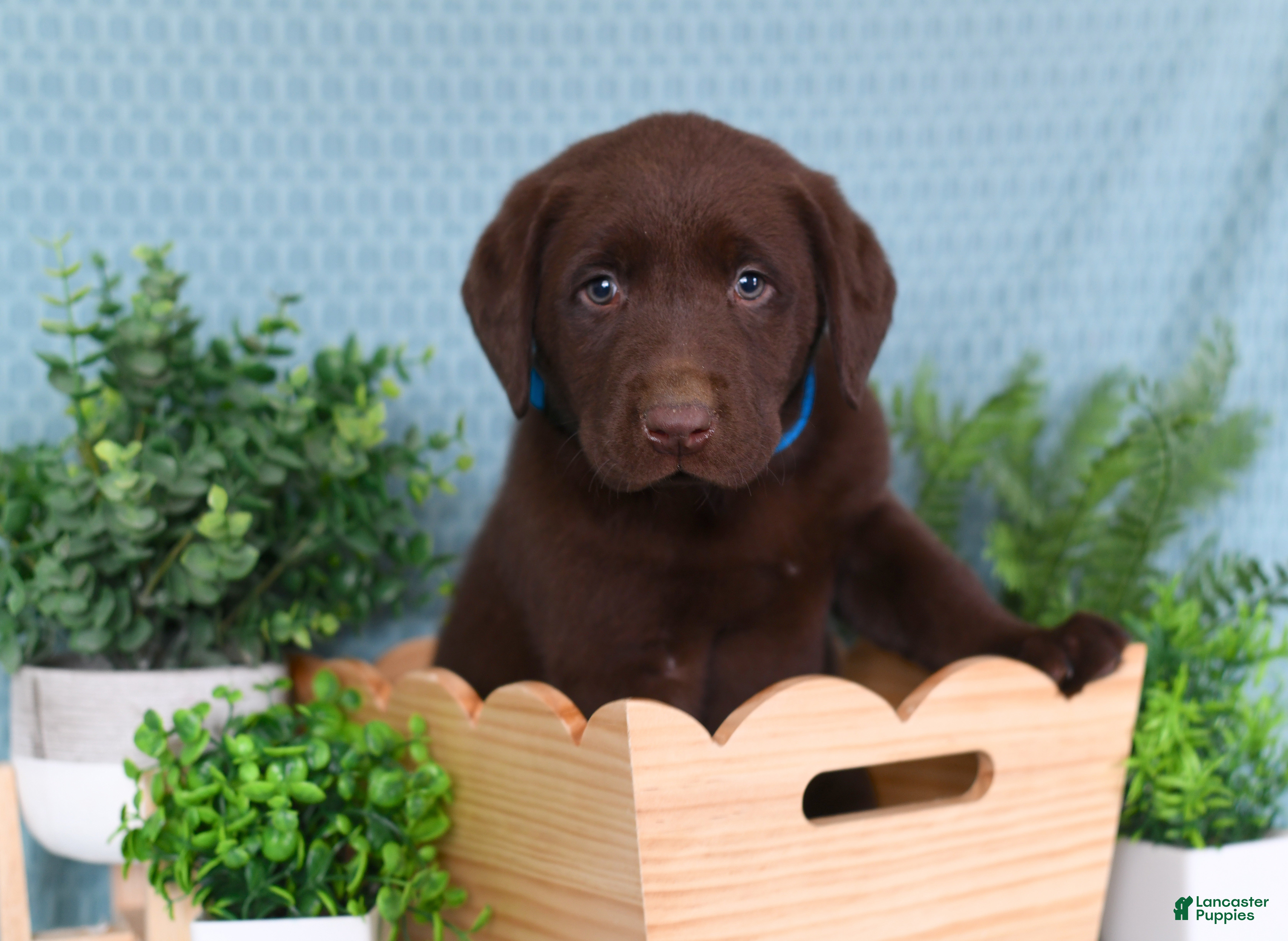 Labrador Retriever dogs Labrador Retriever Chase - Ad 1